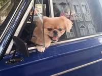 Cins: Pekinges (Pekingese) Rəng: açıq qəhvəyi/qızılı Cinsiyyəti: erkək — عکس 1