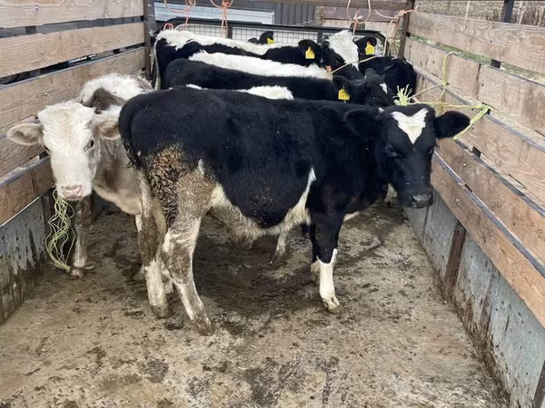 Krava, Russian Black pied cattle