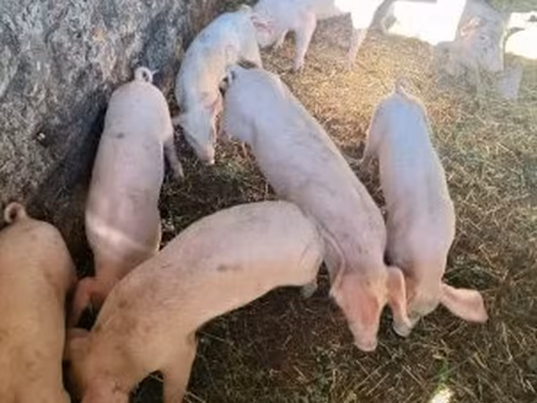 Babi hutan, Pigs