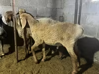 Widder, Rhon sheep — Foto 2