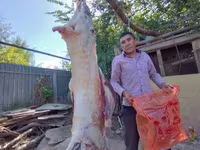 Kambing jantan, Sheep — foto 2