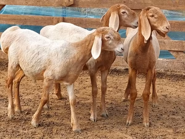 የጎትት አውራ በግ, Arashan sheep