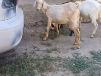 बकरा, Nubian Goat — फ़ोटो 3