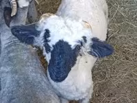 Beran, Valais Blacknose sheep — foto 1