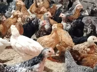 Chickens — ፎቶ 5