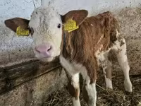 Dibi, Simmental cattle — sawirka 3