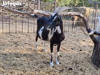 Echki, Toggenburg goat — 8-rasm