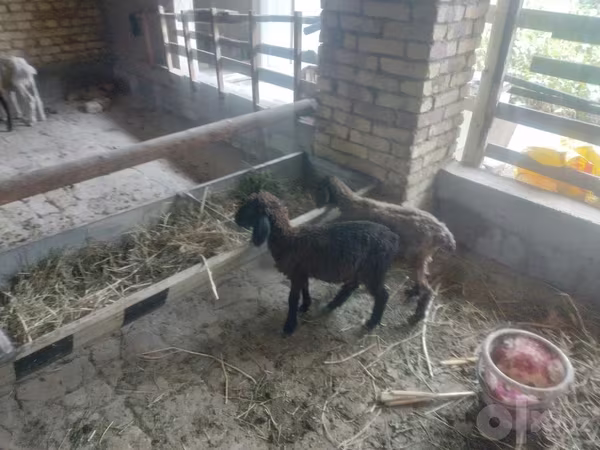Juhok (tétel, nem megadva), Juhok