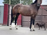 Kůň, Thoroughbred horse — foto 5
