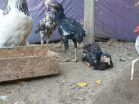 Brahma — photo 2