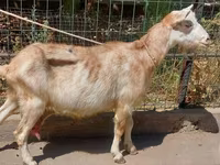 بز ماده, بز — عکس 2