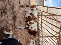 گاو نر, Simmental cattle — عکس 2
