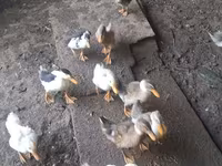 Ducks — foto 6