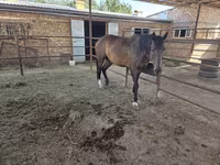 گھوڑی, Thoroughbred horse — تصویر 3
