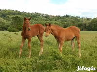 Cheval, Kisber felver — photo 1