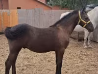 Cavalo, Lipizzaner — foto 4