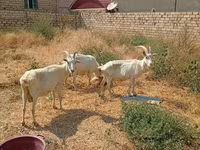 Capră, Saanen goat — foto 3