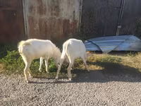 Ged, Beetal goats — foto 3