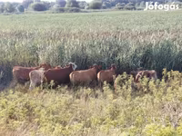 Үнээ, Simmental cattle — 3 зураг