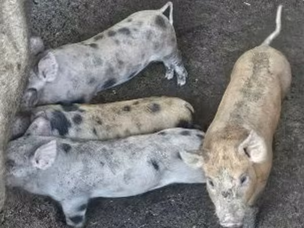 Lợn (lô, chưa xác định giới tính), Lợn