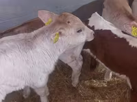 황소, Simmental cattle — 사진 6
