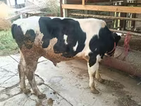 گاو نر, Russian Black pied cattle — عکس 3