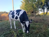 Tyre, Russian Black pied cattle — foto 2