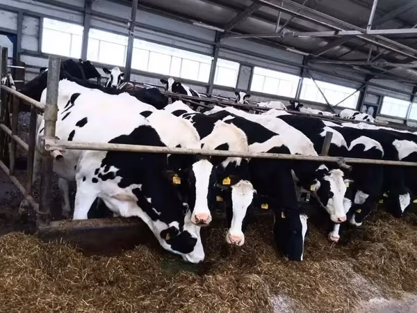 母牛, Holstein breed