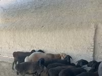 بھیڑیں (گروپ، جنس مذکور نہیں), بھیڑیں — تصویر 4