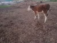 Toro, Ganado vacuno — foto 5