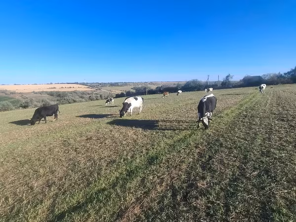 گاو ماده, Simmental cattle