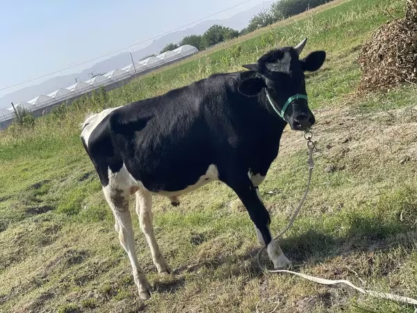گاو و گوساله (گروه، جنسیت مشخص نشده), Russian Black pied cattle