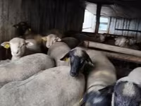 قوچ, Ile-de-France sheep — عکس 5