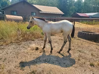 Cavallo, Quarter Horse — foto 2