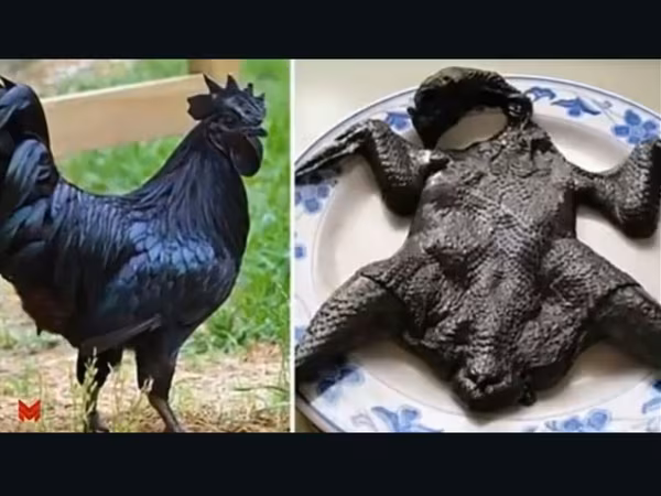 아얌 체마니
