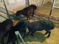 Domba jantan, Sheep — foto 6