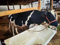 گاو ماده, Russian Black pied cattle — عکس 6