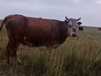 ላም, Latvian Blue cattle — ፎቶ 5