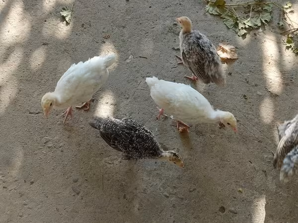 سفید سینه‌پهن