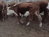 Կով, Latvian Blue cattle — լուսանկար 6