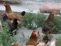 Chickens — تصویر 6