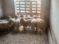 Ovce, Racka sheep — foto 4