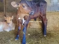 Rinder (Partie, Geschlecht nicht angegeben), Swiss cattle — Foto 3