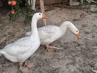 Geese — عکس 5