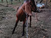 Cabro, Nubian Goat — foto 3