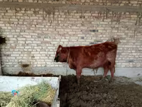 காளை, மாடுகள் — புகைப்படம் 4