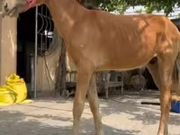 اسب (گروه، جنسیت مشخص نشده), Kyrgyz Horse — عکس 4