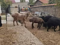 Ram, Arashan sheep — photo 7