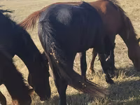 ม้าตัวเมีย, Horse breed — รูปภาพ 5