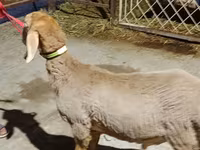 قوچ, Arashan sheep — عکس 1